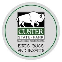 CSP Activity : Birds/Bugs/Insects Badge