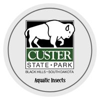 CSP Activity: Aquatic Insects Badge